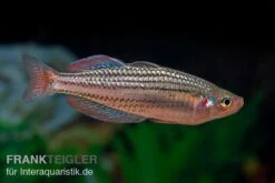 Starche-Creek-Regenbogenfisch, Melanotaenia Maccullochi "Starche Creek", 5 Tiere -EHEIM || sera || AQUATLANTIS Verkaufsgeschäft Starche Creek Regenbogenfisch Melanotaenia maccullochi Starche Creek 3