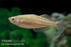 Starche-Creek-Regenbogenfisch, Melanotaenia Maccullochi "Starche Creek", 5 Tiere -EHEIM || sera || AQUATLANTIS Verkaufsgeschäft Starche Creek Regenbogenfisch Melanotaenia maccullochi Starche Creek 4
