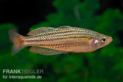 Starche-Creek-Regenbogenfisch, Melanotaenia Maccullochi "Starche Creek", 5 Tiere -EHEIM || sera || AQUATLANTIS Verkaufsgeschäft Starche Creek Regenbogenfisch Melanotaenia maccullochi Starche Creek 5