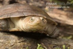 Starrbrust-Pelomeduse, Pelomedusa Subrufa -EHEIM || sera || AQUATLANTIS Verkaufsgeschäft Starrbrust Pelomeduse Pelomedusa subrufa 3