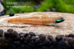 Annieae-Grundel, Stiphodon Annieae, 1 Paar -EHEIM || sera || AQUATLANTIS Verkaufsgeschäft Stiphodon annieae 18