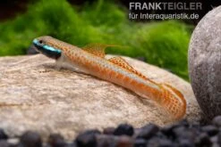 Annieae-Grundel, Stiphodon Annieae, 1 Paar -EHEIM || sera || AQUATLANTIS Verkaufsgeschäft Stiphodon annieae 19