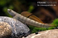 Orangeflossen-Grundel, Stiphodon Maculidorsalis, 1 Paar -EHEIM || sera || AQUATLANTIS Verkaufsgeschäft Stiphodon maculidorsalis 7