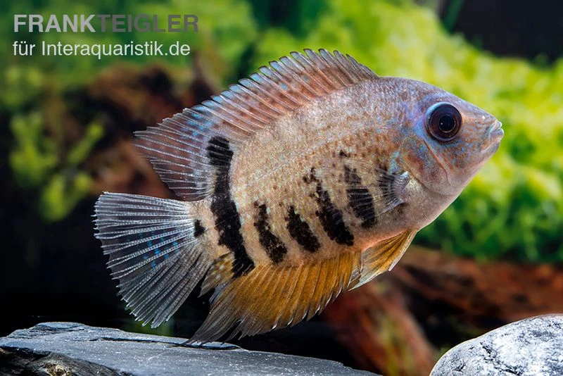 Streifen-Augenfleckbuntbarsch, Heros Notatus 2 Streifen-Augenfleckbuntbarsch, Heros Notatus – Bild 2