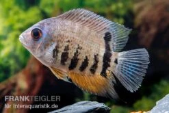 Streifen-Augenfleckbuntbarsch, Heros Notatus 7 Streifen-Augenfleckbuntbarsch, Heros Notatus -EHEIM || sera || AQUATLANTIS Verkaufsgeschäft Streifen Augenfleckbuntbarsch Heros notatus 3