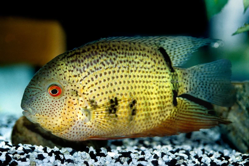 Streifen-Augenfleckbuntbarsch, Heros Notatus 3 Streifen-Augenfleckbuntbarsch, Heros Notatus – Bild 3