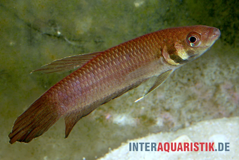 Strohi Kampffisch, Betta Strohi, Paarweise 1 Strohi Kampffisch, Betta Strohi, Paarweise