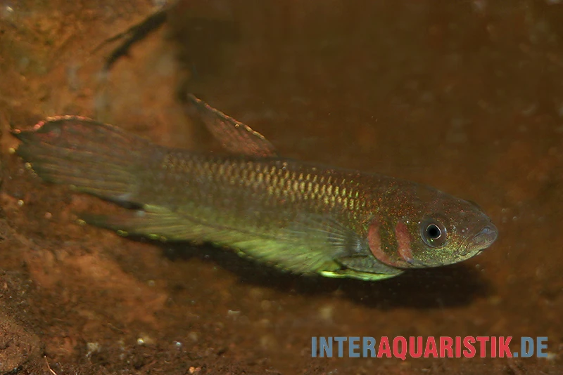 Strohi Kampffisch, Betta Strohi, Paarweise 2 Strohi Kampffisch, Betta Strohi, Paarweise – Bild 2