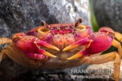 Lila Süßwasserkrabbe, Globithelphusa "indian Lilac" -EHEIM || sera || AQUATLANTIS Verkaufsgeschäft Suesswasserkrabbe Globithelphusa indian lilac n3