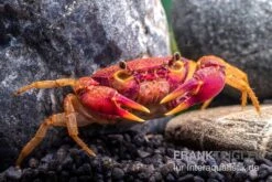 Lila Süßwasserkrabbe, Globithelphusa "indian Lilac" -EHEIM || sera || AQUATLANTIS Verkaufsgeschäft Suesswasserkrabbe Globithelphusa indian lilac n5