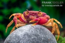 Lila Süßwasserkrabbe, Globithelphusa "indian Lilac" -EHEIM || sera || AQUATLANTIS Verkaufsgeschäft Suesswasserkrabbe Globithelphusa indian lilac n6