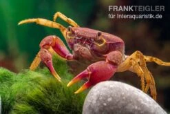 Lila Süßwasserkrabbe, Globithelphusa "indian Lilac" -EHEIM || sera || AQUATLANTIS Verkaufsgeschäft Suesswasserkrabbe Globithelphusa indian lilac n7