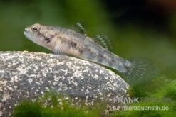 Sumatra Grundel, Mugilogobius Sp Sumatra, 5er Gruppe -EHEIM || sera || AQUATLANTIS Verkaufsgeschäft Sumatra Grundel Mugilogobius sp Sumatra