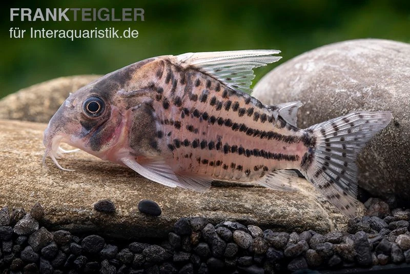 Super-Schwartz Panzerwels, Corydoras Sp. „Super Schwartzi Highfin“ CW 28 1 Super-Schwartz Panzerwels, Corydoras Sp. „Super Schwartzi Highfin“ CW 28
