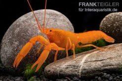 Superorangener Aprikosenkrebs, Cherax Cf. Holthuisi 10 Superorangener Aprikosenkrebs, Cherax Cf. Holthuisi -EHEIM || sera || AQUATLANTIS Verkaufsgeschäft Superorangener Aprikosenkrebs Cherax cf holthuisi 04