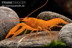 Superorangener Aprikosenkrebs, Cherax Cf. Holthuisi 11 Superorangener Aprikosenkrebs, Cherax Cf. Holthuisi -EHEIM || sera || AQUATLANTIS Verkaufsgeschäft Superorangener Aprikosenkrebs Cherax cf holthuisi 05