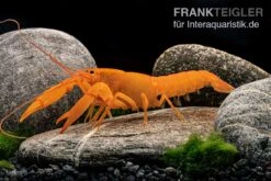 Superorangener Aprikosenkrebs, Cherax Cf. Holthuisi 12 Superorangener Aprikosenkrebs, Cherax Cf. Holthuisi -EHEIM || sera || AQUATLANTIS Verkaufsgeschäft Superorangener Aprikosenkrebs Cherax cf holthuisi 06