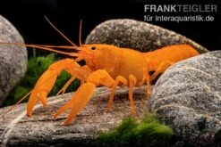 Superorangener Aprikosenkrebs, Cherax Cf. Holthuisi 13 Superorangener Aprikosenkrebs, Cherax Cf. Holthuisi -EHEIM || sera || AQUATLANTIS Verkaufsgeschäft Superorangener Aprikosenkrebs Cherax cf holthuisi 07