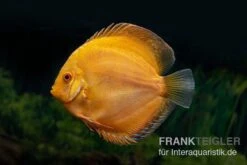 Diskusfisch ASIA-NZ, Symphysodon Discus Gold Pigeon (Yellow Pigeon)