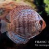 Diskusfisch ASIA-NZ, Symphysodon Discus Blue Dragon