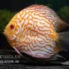 Diskusfisch ASIA-NZ, Symphysodon Discus Checkerboard