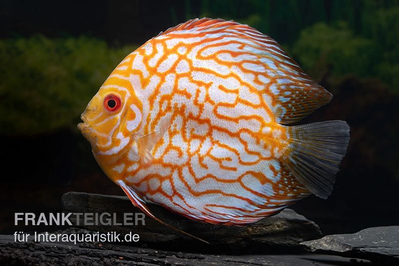 Diskusfisch ASIA-NZ, Symphysodon Discus Checkerboard 1 Diskusfisch ASIA-NZ, Symphysodon Discus Checkerboard