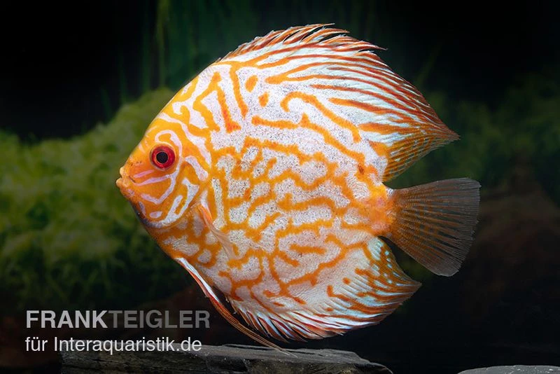Diskusfisch ASIA-NZ, Symphysodon Discus Checkerboard 2 Diskusfisch ASIA-NZ, Symphysodon Discus Checkerboard – Bild 2