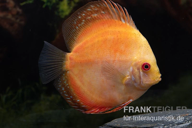 Diskusfisch ASIA-NZ, Symphysodon Discus Pigeon Pearl 1 Diskusfisch ASIA-NZ, Symphysodon Discus Pigeon Pearl