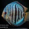 Diskusfisch ASIA-NZ, Symphysodon Discus Red Spotted Green