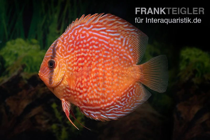 Diskusfisch ASIA-NZ, Symphysodon Discus Leopard Snakeskin (Red Spotted Snake) 2 Diskusfisch ASIA-NZ, Symphysodon Discus Leopard Snakeskin (Red Spotted Snake) – Bild 2