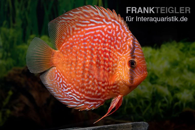 Diskusfisch ASIA-NZ, Symphysodon Discus Leopard Snakeskin (Red Spotted Snake) 1 Diskusfisch ASIA-NZ, Symphysodon Discus Leopard Snakeskin (Red Spotted Snake)