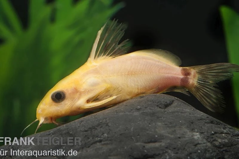 Goldfarbener Fiederbartwels, Synodontis Nigrita Gold 1 Goldfarbener Fiederbartwels, Synodontis Nigrita Gold