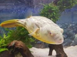 Nilkugelfisch, Tetraodon Fahaka (lineatus) -EHEIM || sera || AQUATLANTIS Verkaufsgeschäft Tetraodon fahaka 1