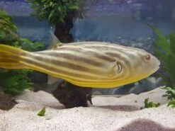 Nilkugelfisch, Tetraodon Fahaka (lineatus) -EHEIM || sera || AQUATLANTIS Verkaufsgeschäft Tetraodon fahaka 2