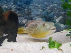 Nilkugelfisch, Tetraodon Fahaka (lineatus) -EHEIM || sera || AQUATLANTIS Verkaufsgeschäft Tetraodon fahaka 3