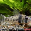 Tigerpanzerwels, Corydoras Orcesi