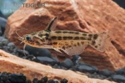 Trugdornwels "Woodcat", Trachelyichthys Exilis -EHEIM || sera || AQUATLANTIS Verkaufsgeschäft Trachelyichthys exilis 4