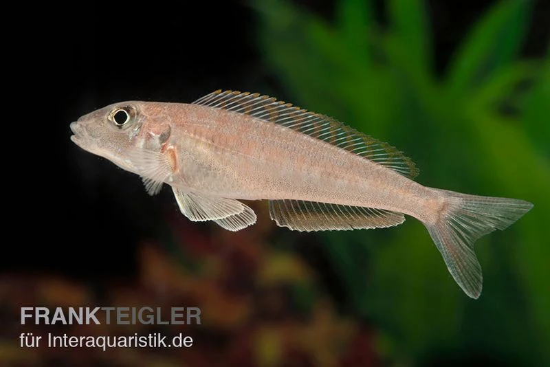 Tanganjika-Traumcichlide, Enantiopus Melanogenys "Kilesa", DNZ 1 Tanganjika-Traumcichlide, Enantiopus Melanogenys "Kilesa", DNZ