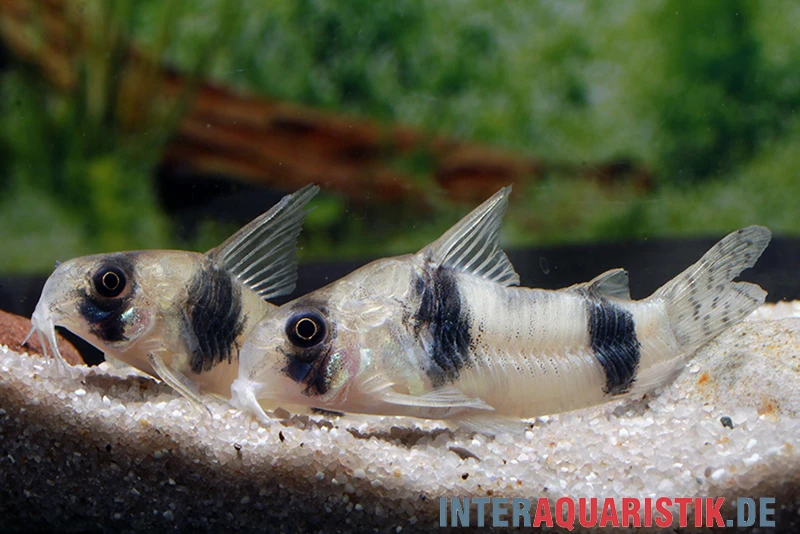 Tukano-Panzerwels, Corydoras Tukano 1 Tukano-Panzerwels, Corydoras Tukano