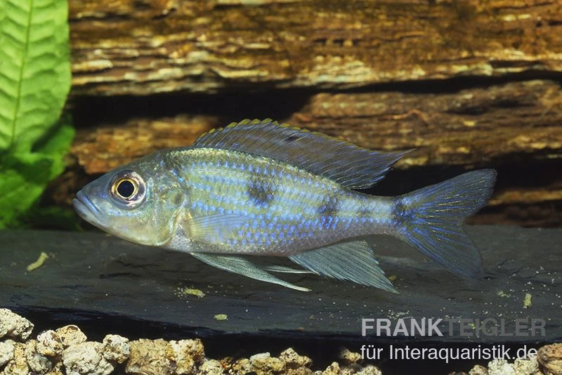 Uferbuntbarsch, Aulonocranus Dewindti, DNZ 1 Uferbuntbarsch, Aulonocranus Dewindti, DNZ