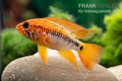 Villavicencio-Buntbarsch, Apistogramma Macmasteri, Paarweise