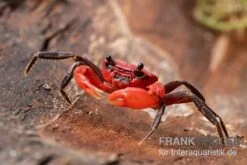 Wasserfall-Krabbe, Phricothelphusa Limula