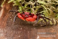 Wasserfall-Krabbe, Phricothelphusa Limula -EHEIM || sera || AQUATLANTIS Verkaufsgeschäft Wasserfall Krabbe Phricothelphusa limula 3