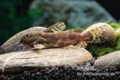 Waterlots Fiederbartwels, Synodontis Waterloti 5 Waterlots Fiederbartwels, Synodontis Waterloti -EHEIM || sera || AQUATLANTIS Verkaufsgeschäft Waterlots Fiederbartwels Synodontis waterloti neu 1