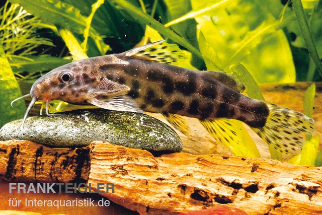 Waterlots Fiederbartwels, Synodontis Waterloti 1 Waterlots Fiederbartwels, Synodontis Waterloti