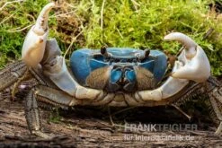 Weihnachtsinsel-Krabbe, Discoplax Celeste -EHEIM || sera || AQUATLANTIS Verkaufsgeschäft Weihnachtsinsel Krabbe Discoplax celeste 3