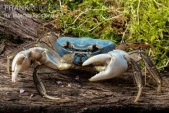 Weihnachtsinsel-Krabbe, Discoplax Celeste -EHEIM || sera || AQUATLANTIS Verkaufsgeschäft Weihnachtsinsel Krabbe Discoplax celeste 4