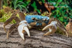 Weihnachtsinsel-Krabbe, Discoplax Celeste -EHEIM || sera || AQUATLANTIS Verkaufsgeschäft Weihnachtsinsel Krabbe Discoplax celeste 5