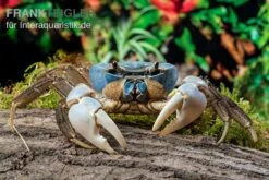 Weihnachtsinsel-Krabbe, Discoplax Celeste -EHEIM || sera || AQUATLANTIS Verkaufsgeschäft Weihnachtsinsel Krabbe Discoplax celeste 6