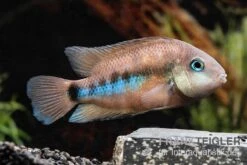 Weinrotflossiger Buntbarsch, Cryptoheros Cutteri -EHEIM || sera || AQUATLANTIS Verkaufsgeschäft Weinrotflossiger Buntbarsch Cryptoheros cutteri 3